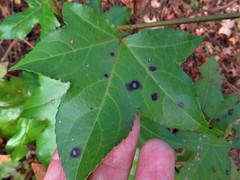 Cercospora liquidambaris