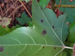 Cercospora liquidambaris