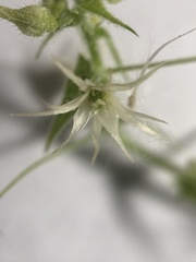 Actinostemma tenerum