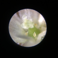 Actinostemma tenerum