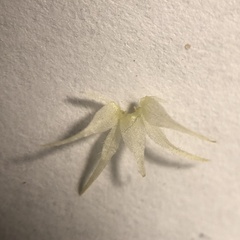 Actinostemma tenerum