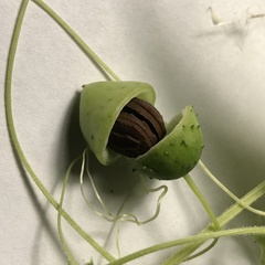 Actinostemma tenerum