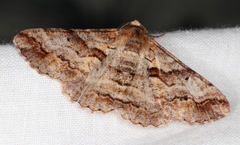 Gastrinodes bitaeniaria