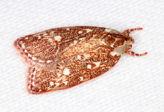 Euchaetis metallota