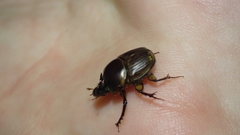 Digitonthophagus