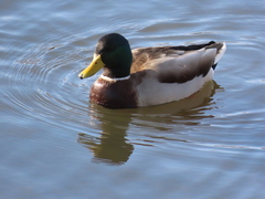 Anas platyrhynchos