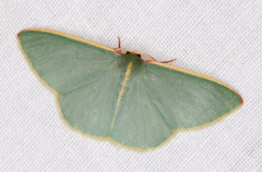 Chlorocoma assimilis