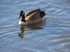 Branta canadensis