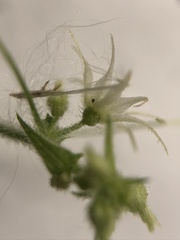 Actinostemma tenerum