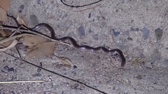 Stegonotus australis