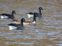 Branta canadensis