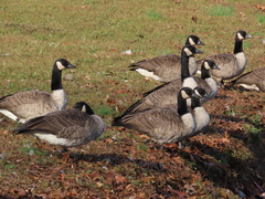 Branta canadensis