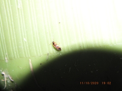 Aeolus mellillus