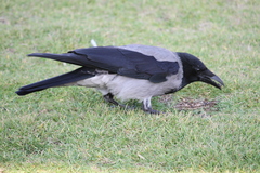 Corvus cornix