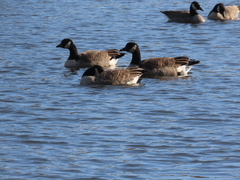 Branta canadensis
