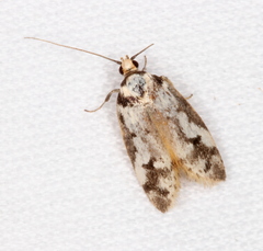 Philobota partitella