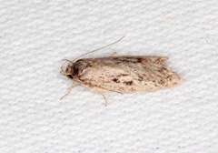 Acantholena siccella