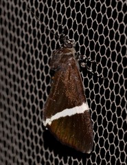 Coenotoca subaspersa