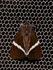 Coenotoca subaspersa