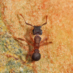 Cyphomyrmex