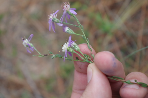 Symphyotrichum image