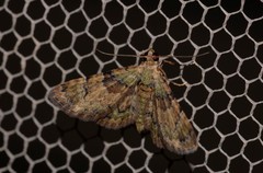 Gymnoscelis derogata