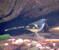 Enicurus schistaceus