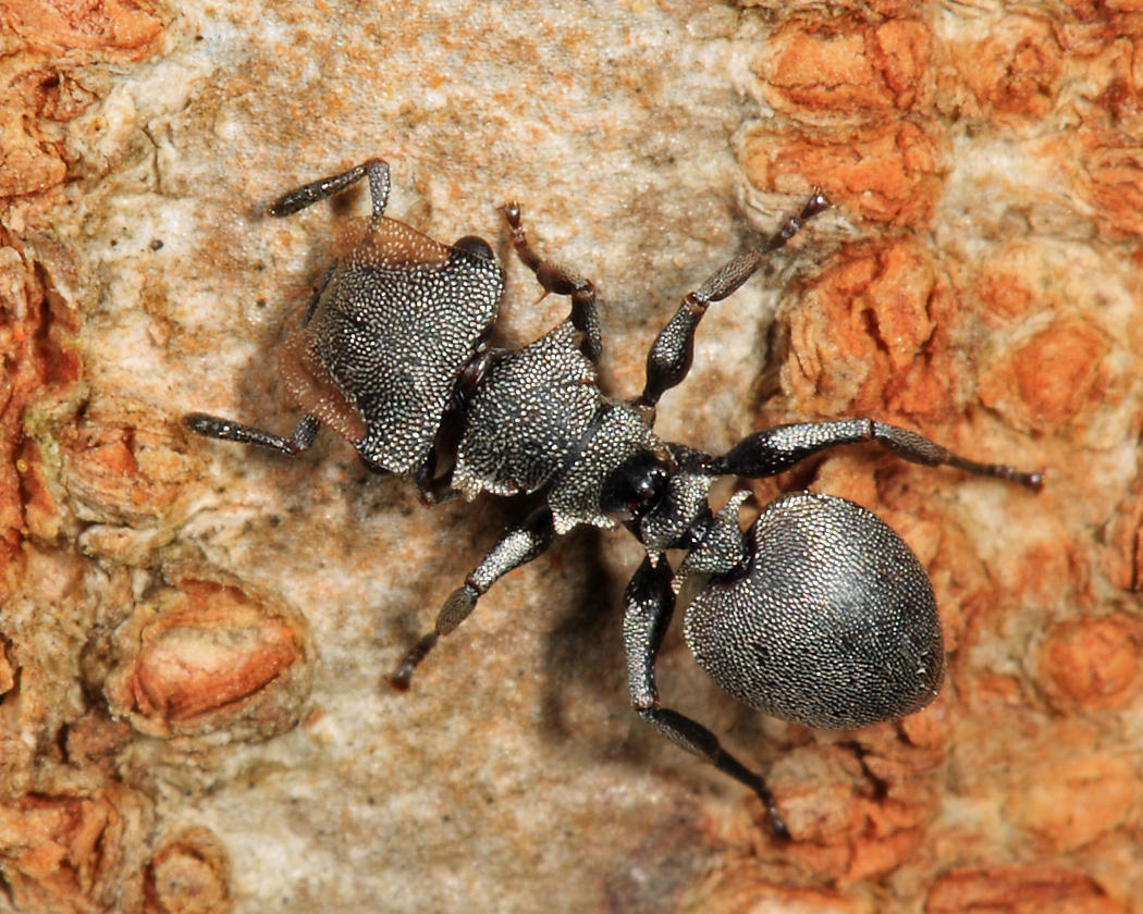 Cephalotes multispinosus