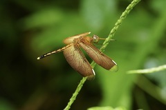 Neurothemis manadensis