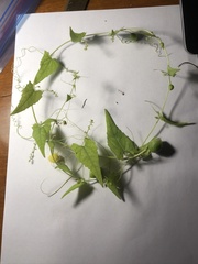 Actinostemma tenerum