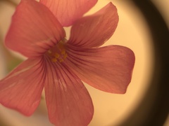 Oxalis