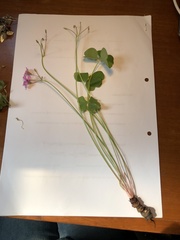 Oxalis