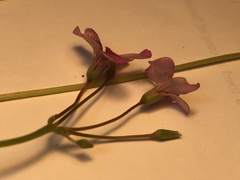 Oxalis