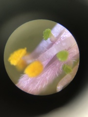 Oxalis