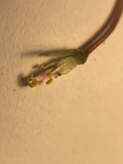Oxalis