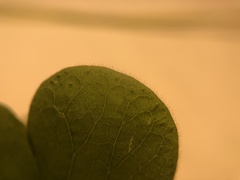 Oxalis