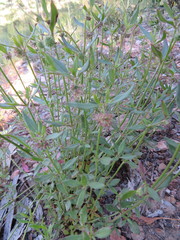 Opercularia hispida