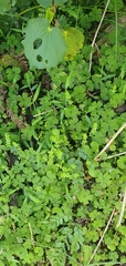 Galium propinquum