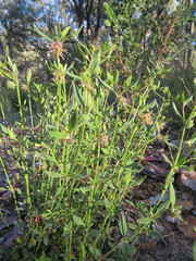 Opercularia hispida