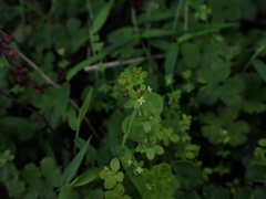 Galium propinquum