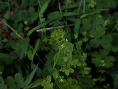 Galium propinquum