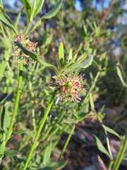 Opercularia hispida