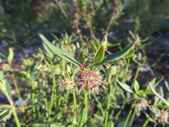 Opercularia hispida