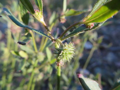 Opercularia hispida
