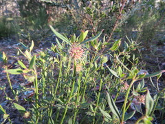 Opercularia hispida