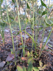 Opercularia hispida