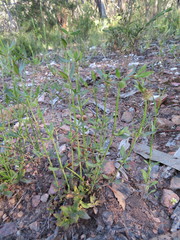 Opercularia hispida