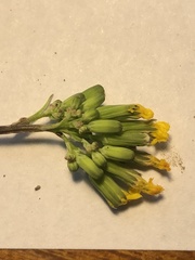 Youngia japonica
