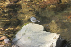 Phoenicurus fuliginosus