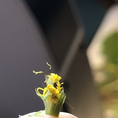 Youngia japonica